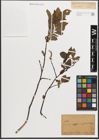 Foto von Salix L.